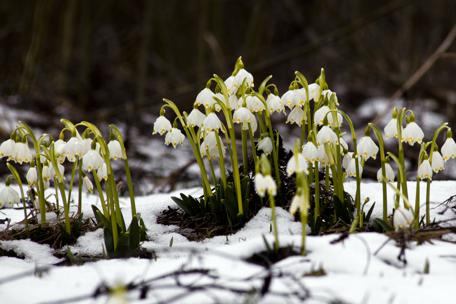 Bieszczady Flora